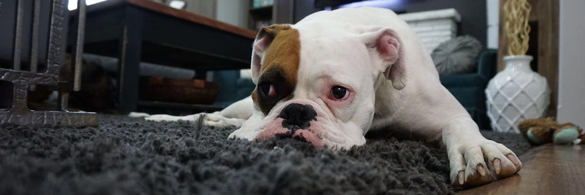 Separation Anxiety in Dogs: Definition and Symptomsa